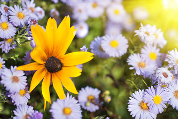 Image showing beautiful flowers