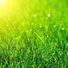 Image showing green grass background with sun beam