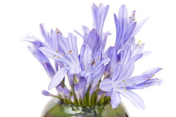 Image showing blue spring flowers