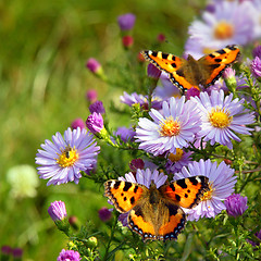 Image showing two butterfly on flowers