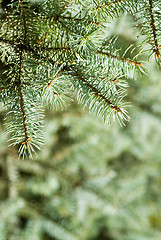 Image showing branch of green christmas tree