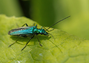 Image showing Oedemera nobilis female