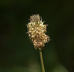 Image showing Ribwort Plantain flower