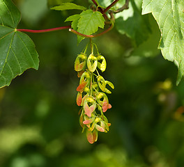 Image showing Sycamore Seeds