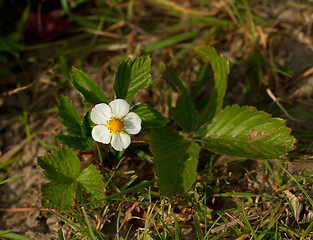 Image showing Wild Strawberry