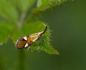 Image showing Micro moth Alabonia geoffrella