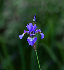 Image showing Blue Iris