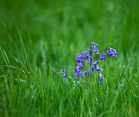 Image showing Bluebells and grasses