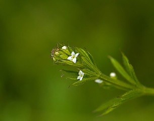 Image showing Cleavers