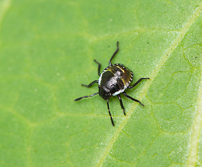 Image showing Common Green Shield Bug 2nd Instar