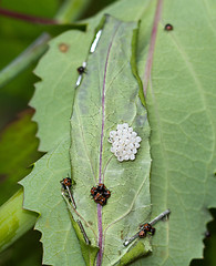 Image showing Common Green Shield Bugs Day 4