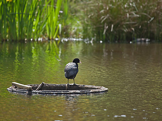 Image showing Coot on overflow pipe in lake