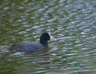 Image showing Coot with weed