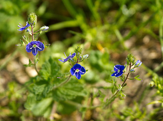 Image showing Germander Speedwell