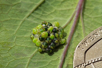 Image showing Green Shield Bugs hatching and 20p coin