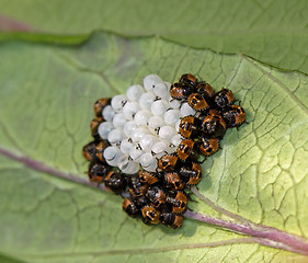 Image showing Green Shield Bugs Day 3