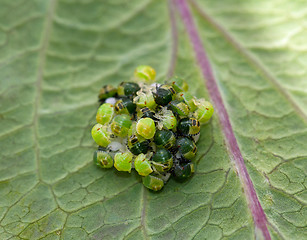 Image showing Green Shield Bugs hatching