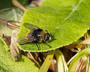 Image showing Hoverfly Volucella bombylans