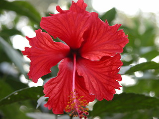 Image showing Hibiscus