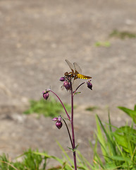 Image showing Broad-bodied Chaser Dragonfly