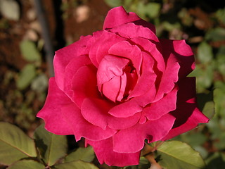 Image showing Red Rose