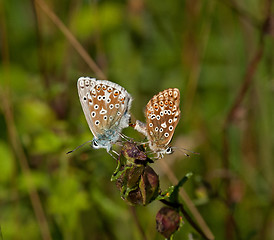 Image showing Chalkhill Blue Butterflies Mating