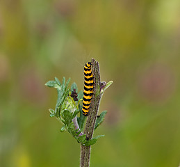 Image showing Cinnabar Moth caterpillar