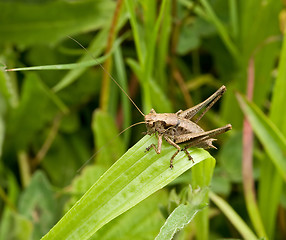 Image showing Dark Bush-cricket