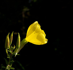 Image showing Common Evening Primrose