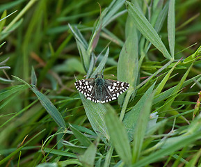 Image showing Grizzled Skipper Butterfly