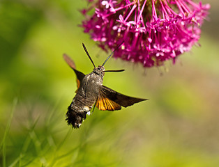 Image showing  Hummingbird Hawk-moth nectaring