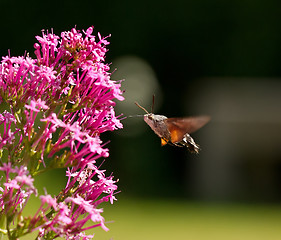 Image showing Hummingbird Hawk-moth nectaring