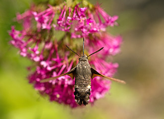Image showing Hummingbird Hawk-moth nectaring