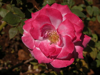 Image showing Multi hued Rose