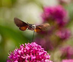 Image showing Hummingbird Hawk-moth nectaring