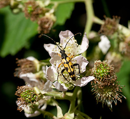 Image showing Longhorn Beetle on Bramble