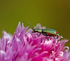 Image showing Malachite Beetle