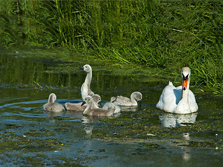 Image showing Mute Swan and Cygnets