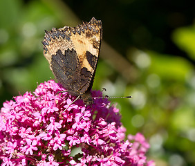 Image showing Small Tortoiseshell butterfly