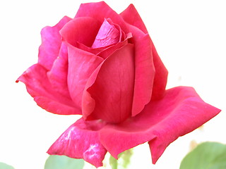 Image showing A Red Rose