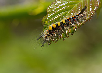 Image showing Vapourer Moth Caterpillar