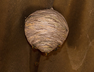 Image showing Wasp Nest 