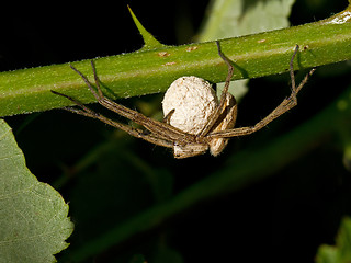 Image showing Wolf Spider with Eggs