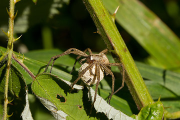 Image showing Wolf Spider with Egg Sac