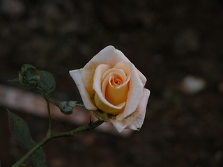 Image showing Yellow Rose