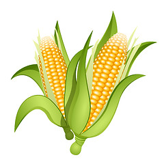 Image showing Ears of corn