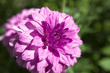 Image showing dahlia