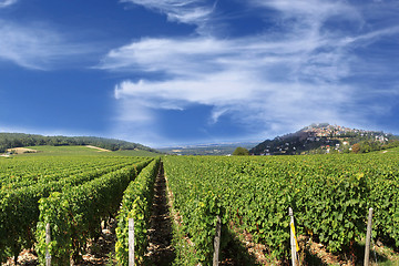 Image showing Grape harvest