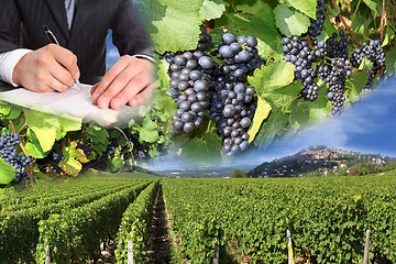 Image showing grape harvest