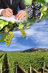 Image showing grape harvest